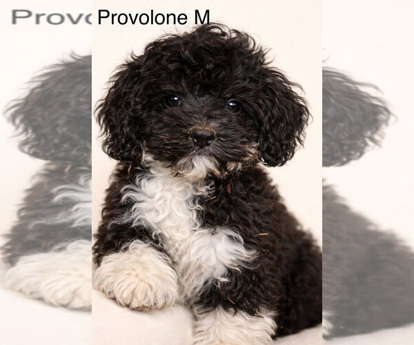 Medium Photo #1 Cock-A-Poo Puppy For Sale in Studio City, CA, USA