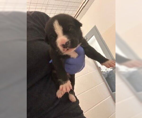 Medium Photo #1 Staffordshire Bull Terrier-Unknown Mix Puppy For Sale in Houston, TX, USA