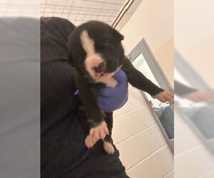 Staffordshire Bull Terrier-Unknown Mix Dogs for adoption in Houston, TX, USA
