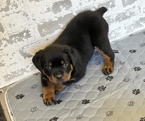 Rottweiler Puppy for sale in ARARAT, NC, USA