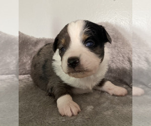 Medium Miniature Australian Shepherd