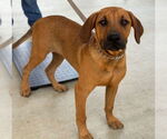 Small #2 Mutt
