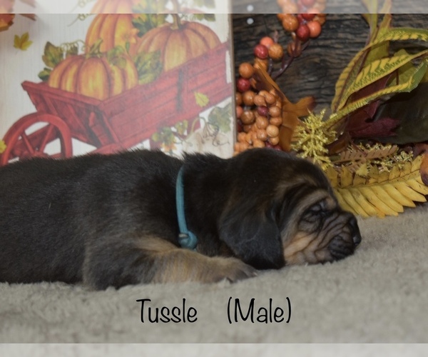 Medium Photo #6 Bloodhound Puppy For Sale in MOUNT AIRY, MD, USA