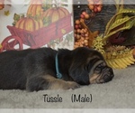 Small Photo #6 Bloodhound Puppy For Sale in MOUNT AIRY, MD, USA