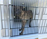 Small Dutch Shepherd Mix