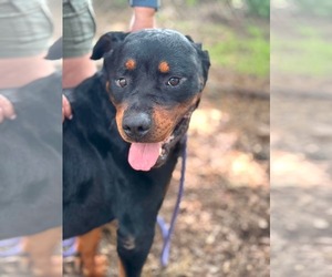 Rottweiler Dogs for adoption in Hillsboro, NH, USA