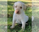 Small Photo #13 Labrador Retriever Puppy For Sale in LEASBURG, MO, USA