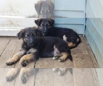 Small Photo #1 German Shepherd Dog Puppy For Sale in NEWARK, DE, USA