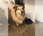 Small #1 Collie Mix