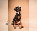 Small #1 Doberman Pinscher Mix