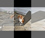 Small Photo #1 Cavalier King Charles Spaniel Puppy For Sale in SAINT PETERSBURG, FL, USA