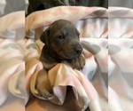 Small Photo #1 Doberman Pinscher Puppy For Sale in ONARGA, IL, USA