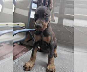 Doberman Pinscher Puppy for sale in HYATTSVILLE, MD, USA