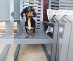 Beanie - Male Chiweenie Puppy for Sale - Small photo