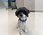 Small Cockapoo (Miniature)