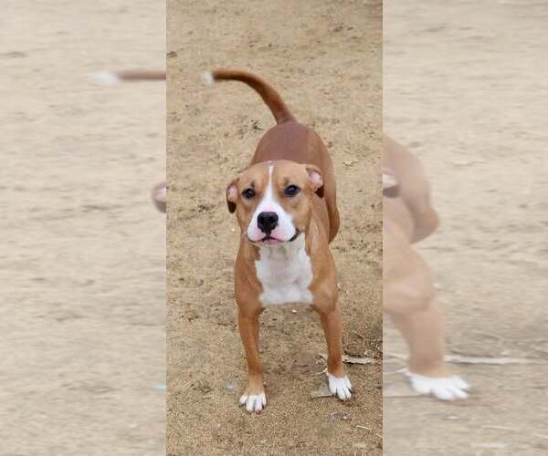 Medium Photo #1 American Staffordshire Terrier Puppy For Sale in Holly Springs, NC, USA