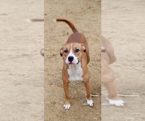 American Staffordshire Terrier Dogs for adoption in Holly Springs, NC, USA