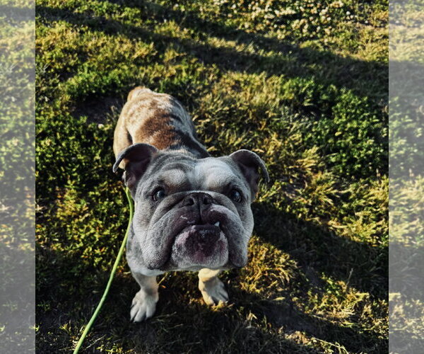 Medium Photo #1 Bulldog Puppy For Sale in Newfield, NJ, USA