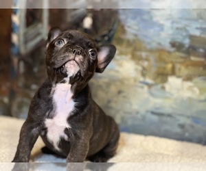 French Bulldog Puppy for sale in ELK GROVE, CA, USA