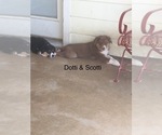 Small Photo #22 Australian Shepherd Puppy For Sale in GILMER, TX, USA