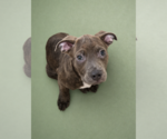 Small #13 American Pit Bull Terrier Mix