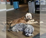 Small Photo #2 Shih Tzu Puppy For Sale in Aurora, IN, USA