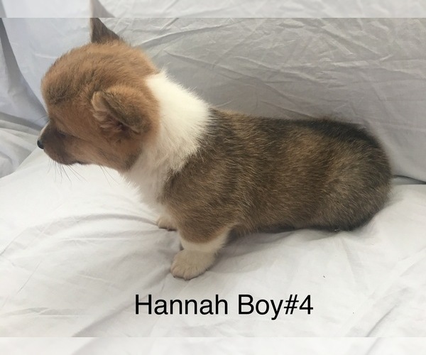 Medium Photo #6 Pembroke Welsh Corgi Puppy For Sale in RAMONA, OK, USA