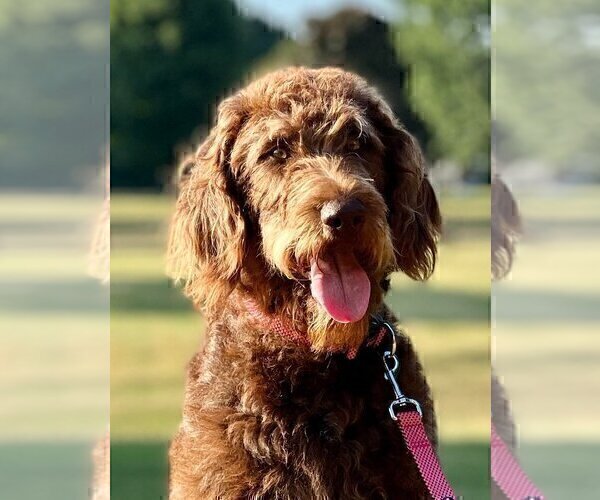 Medium Photo #1 Labradoodle Puppy For Sale in BURNS, TN, USA