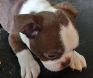 Boston Terrier Puppy for sale in KNOB NOSTER, MO, USA