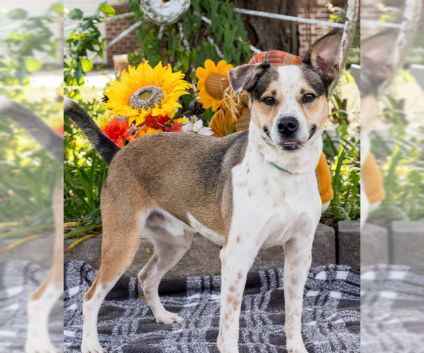 Medium Photo #9 Mutt Puppy For Sale in Foristell, MO, USA