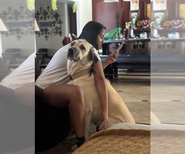Medium Photo #1 Kangal Dog Puppy For Sale in NORCO, CA, USA
