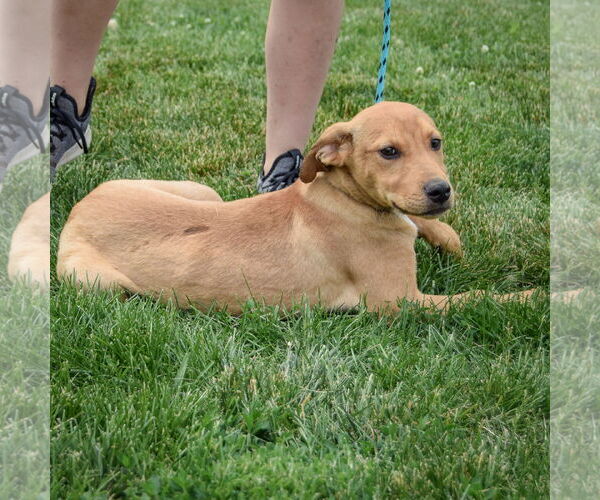 Medium Photo #8 Boxador Puppy For Sale in Huntley, IL, USA