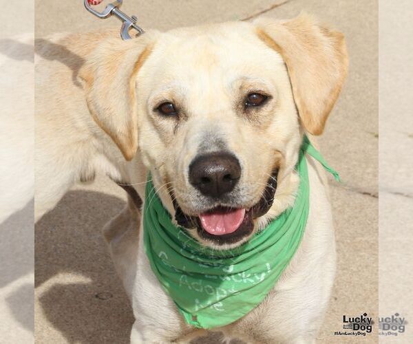 Medium Photo #6 Labrador Retriever-Unknown Mix Puppy For Sale in Washington, DC, USA