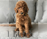 Small Photo #15 Goldendoodle Puppy For Sale in UTOPIA, TX, USA
