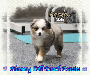Miniature Australian Shepherd Puppy for sale in FORESTBURG, TX, USA