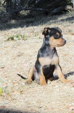 Medium Photo #3 Chilier-Chipin Mix Puppy For Sale in MOUNT VERNON, OR, USA