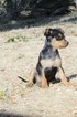 Small Photo #3 Chilier-Chipin Mix Puppy For Sale in MOUNT VERNON, OR, USA