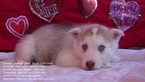 Small Photo #6 Siberian Husky Puppy For Sale in LAURENS, SC, USA