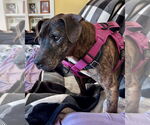 Small #15 American Pit Bull Terrier-Labrador Retriever Mix