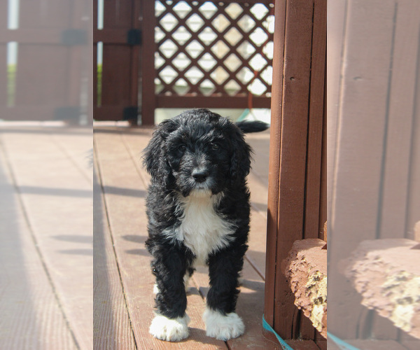 Medium Photo #5 Bernedoodle Puppy For Sale in CHRISTIANA, PA, USA