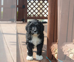 Small Photo #5 Bernedoodle Puppy For Sale in CHRISTIANA, PA, USA