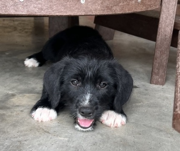 Medium Photo #5 Border Collie-Border Terrier Mix Puppy For Sale in LINCOLN, TX, USA