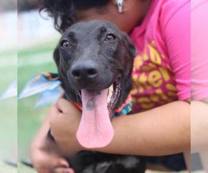 German Shepherd Dog-Unknown Mix Dogs for adoption in San Antonio, TX, USA