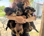 Small Silky Terrier