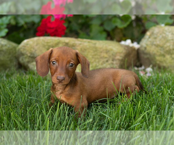 Medium Photo #2 Dachshund Puppy For Sale in MILLERSBURG, IN, USA