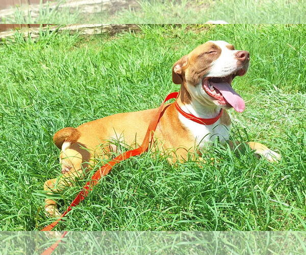 Medium Photo #4 Mutt Puppy For Sale in Wetumpka, AL, USA