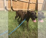 Small Photo #2 Plott Hound Puppy For Sale in Jackson, MS, USA