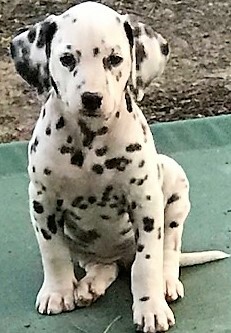 Medium Photo #5 Dalmatian Puppy For Sale in LEMON GROVE, CA, USA