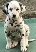 Small Photo #5 Dalmatian Puppy For Sale in LEMON GROVE, CA, USA