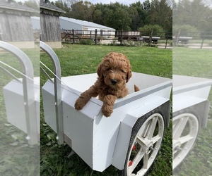 Goldendoodle Puppy for sale in ARTHUR, IL, USA